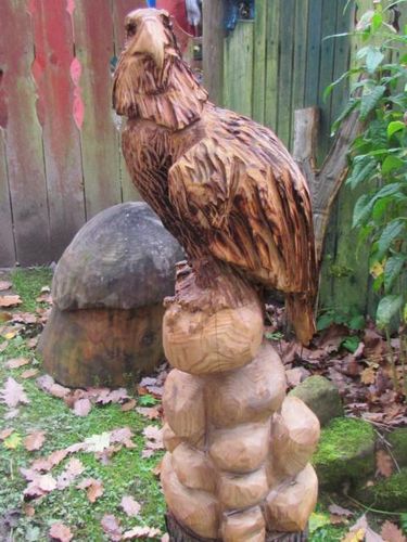 Adler groß